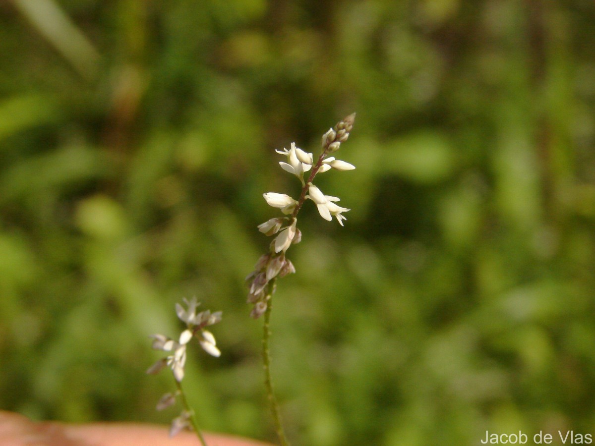 Polygala paniculata L.